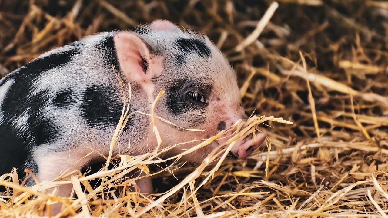 Warum ich seit sieben Jahren keine Tiere esse