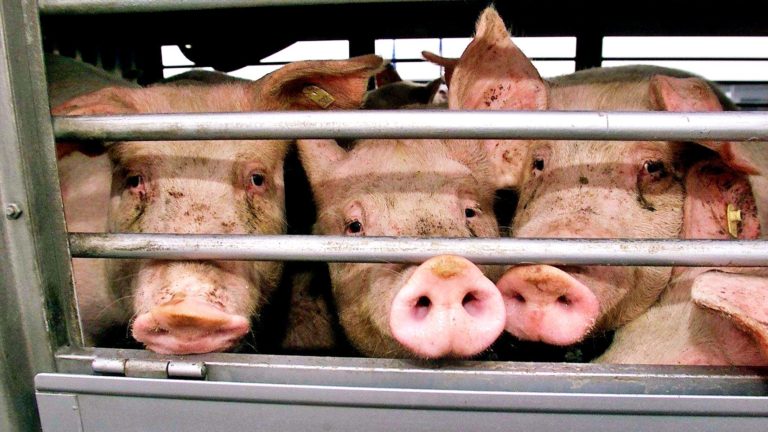 Tiertransporte: In der Krise das Elend der Tiere nicht vergessen