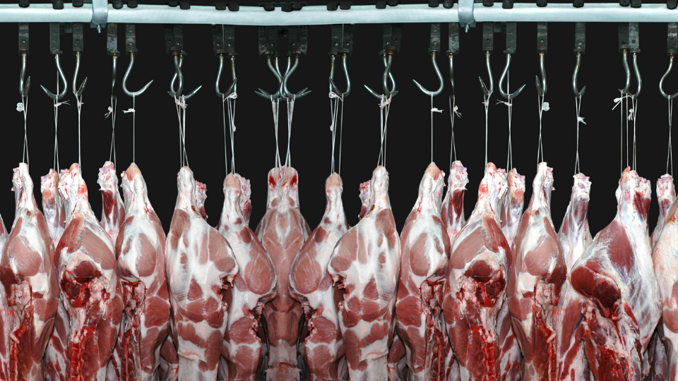 Billigfleisch für China: Die Naturzerstörung boomt