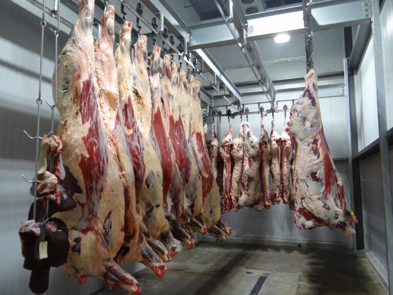 Fleischindustrie: Staatlich geförderte Ausbeutung, Zerstörung und Misshandlung